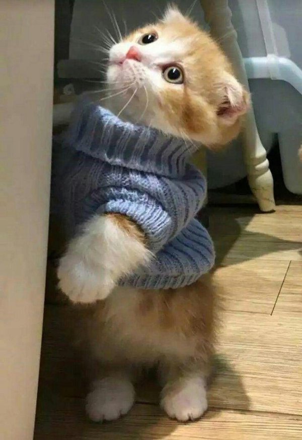 котики милые