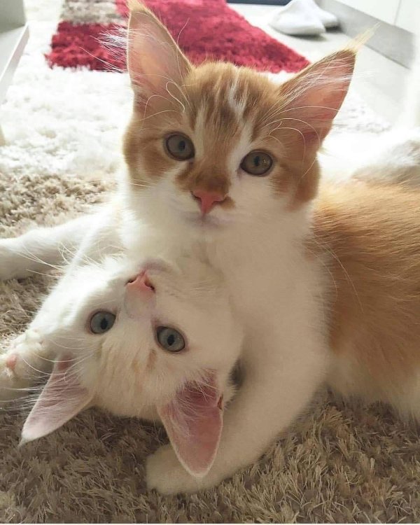 очаровательные котята