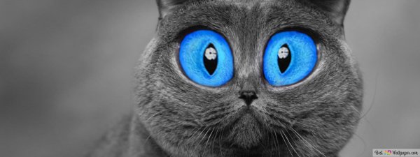 серые коты с голубыми глазами