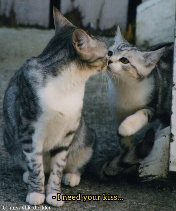 кошачий поцелуй