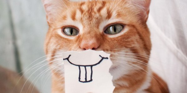 улыбка кошки