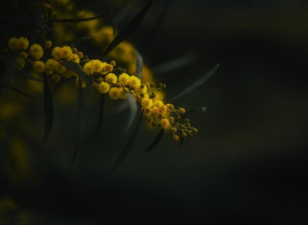 acacia pycnantha golden wattle