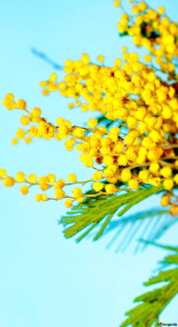 мимозу хостилис