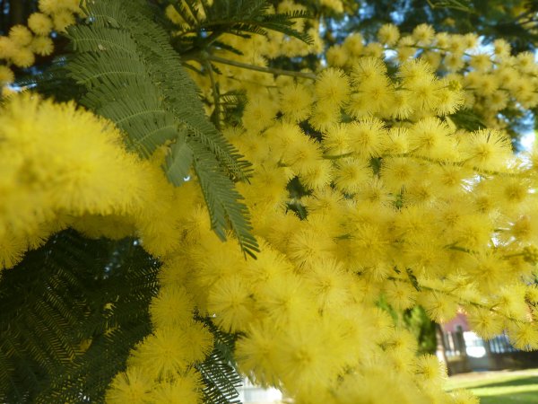 мимоза зеленая