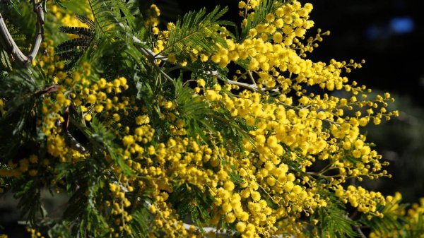 уральская мимоза кустарник