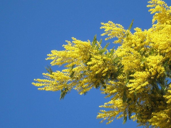 мимоза хамбуриана