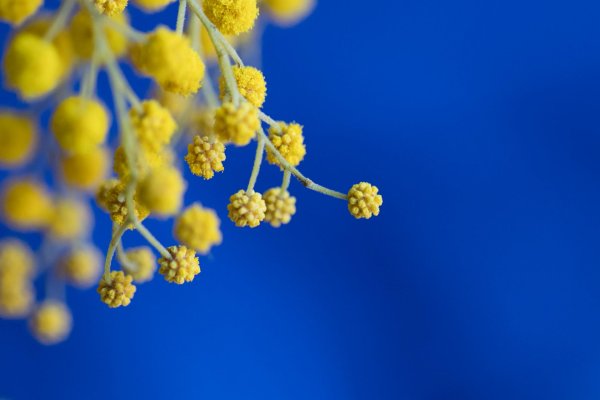 ветка мимозы пушистыми