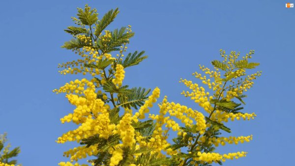 мимоза хостилис