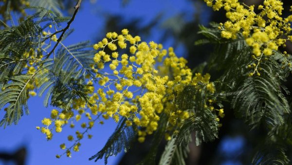 цветение мимозы в сочи