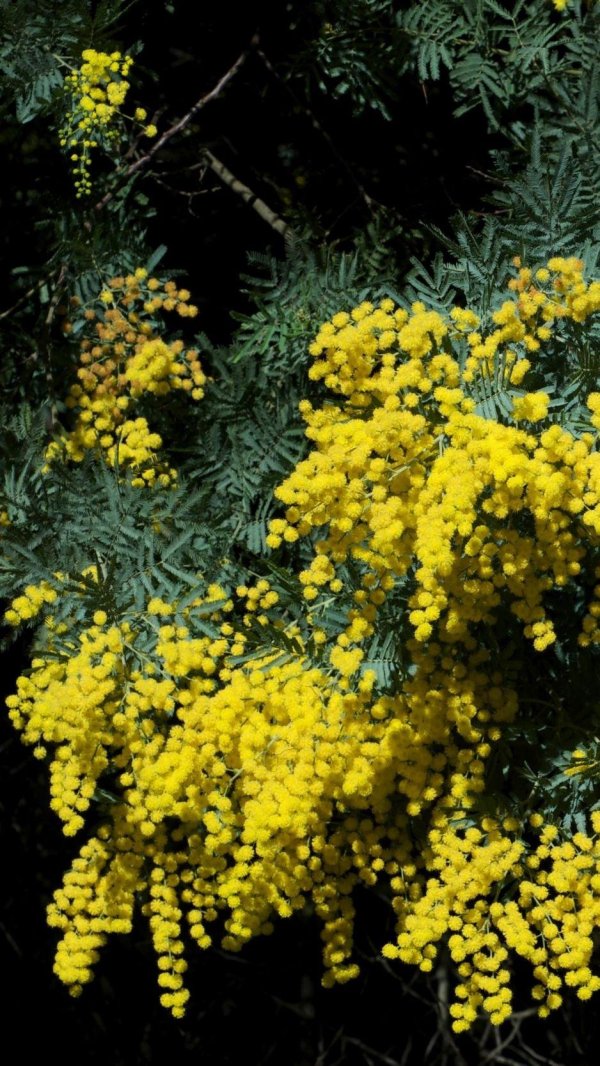 акация dealbata