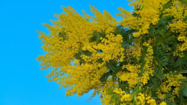 цветение мимозы в абхазии