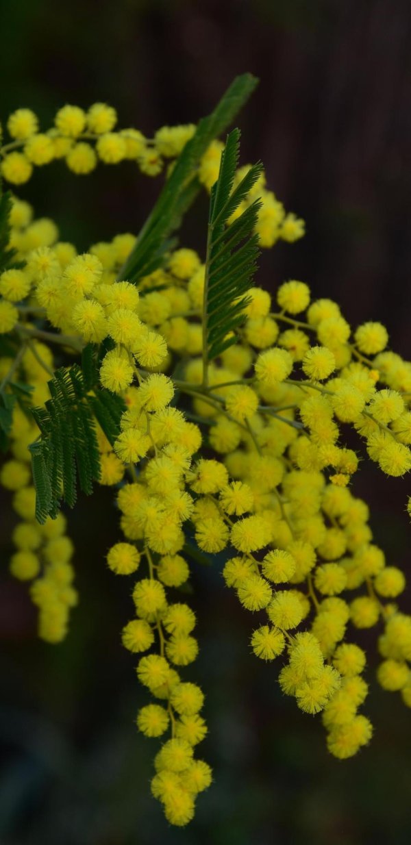 мимоза растение