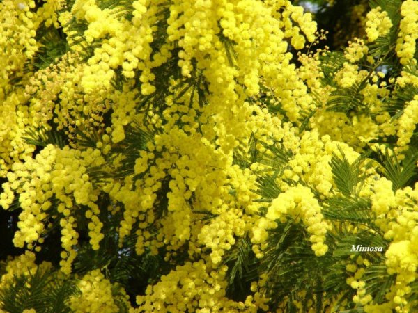 мимоза цветок
