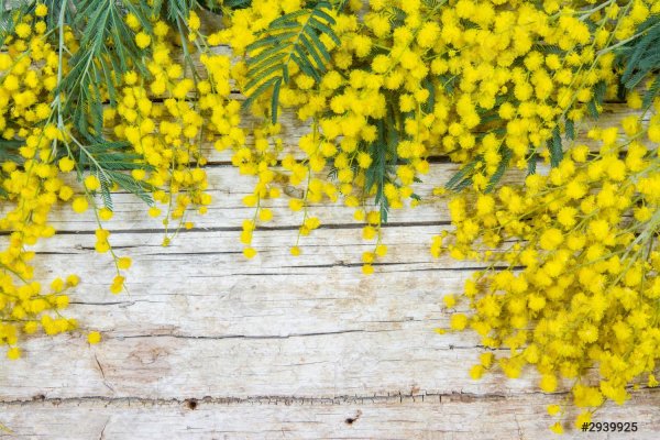 фотофон мимоза