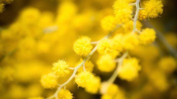 На рабочий стол весна мимоза