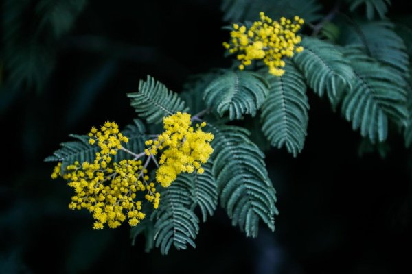 акация серебристая