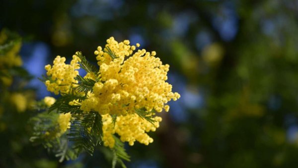 сбор мимозы