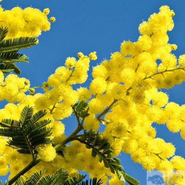 сибирская мимоза