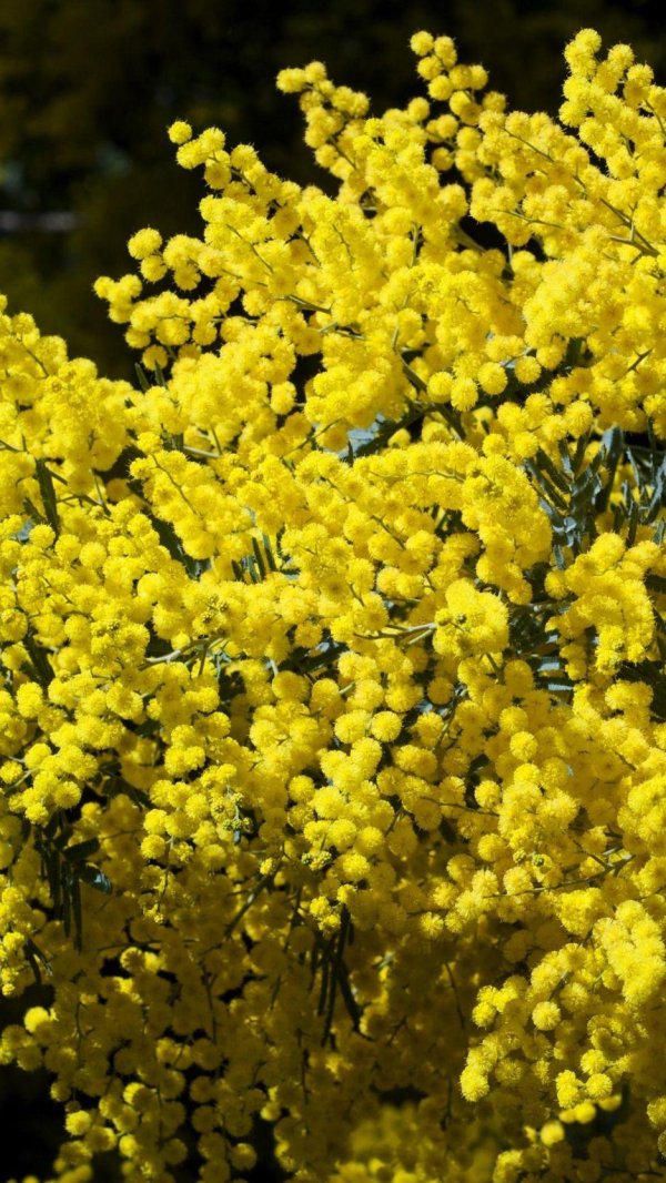 куст мимозы