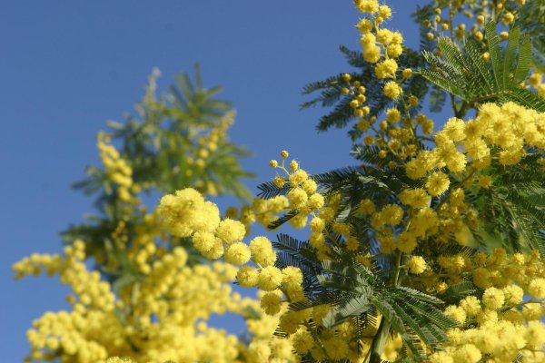 сибирская мимоза