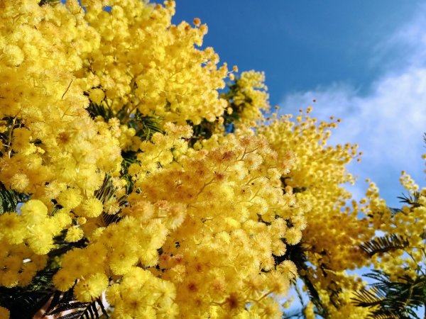 цветок мимоза