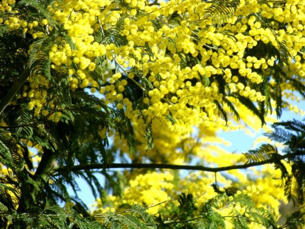 цветение мимозы в сочи