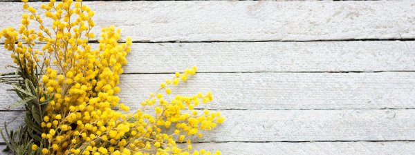 букет мимозы пинтерест