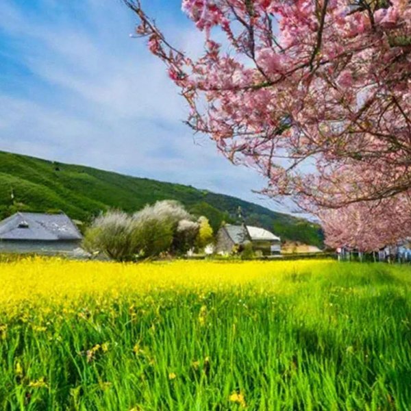 цветение сакуры