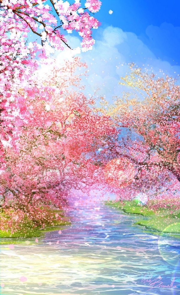 цветение сакуры