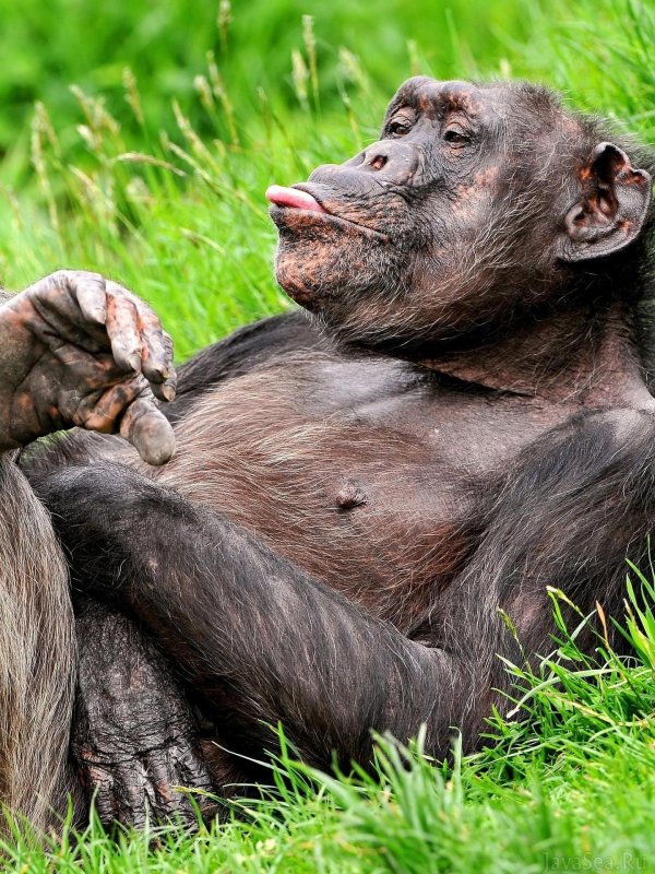 Прикольные на рабочий стол