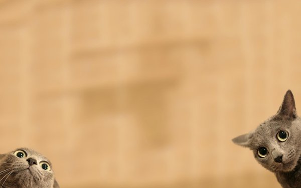 кот выглядывает