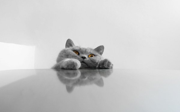 британская короткошёрстная кошка