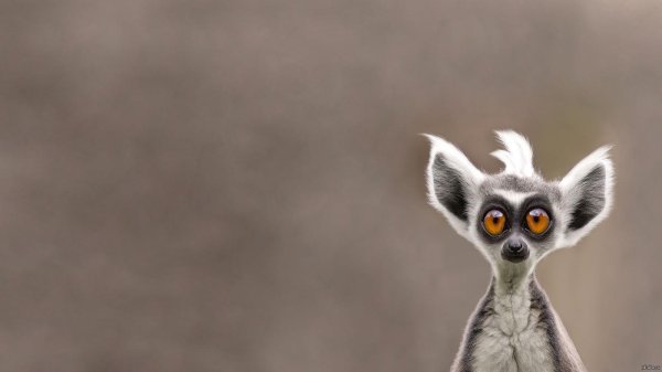 прикольный зверек