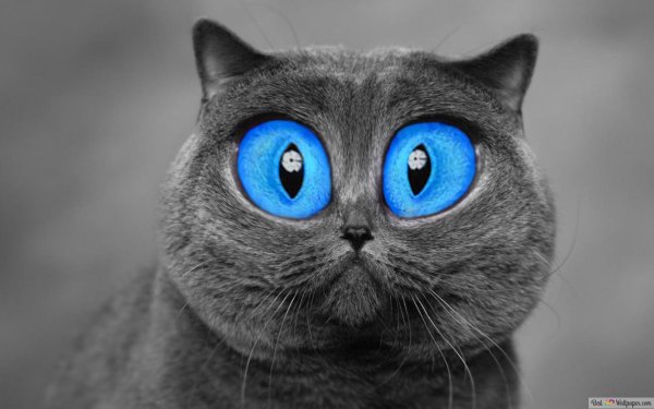 котики с большими глазами