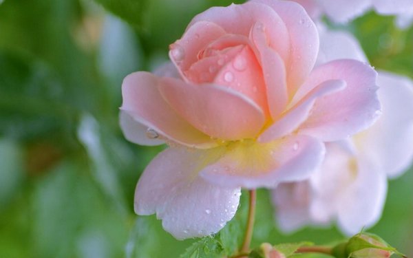 нежная роза