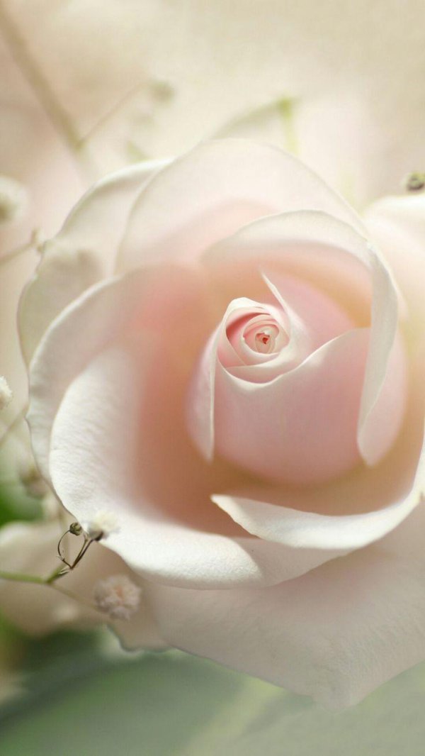 нежные белые цветы