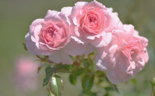 розы флорибунда бьютифул гарден