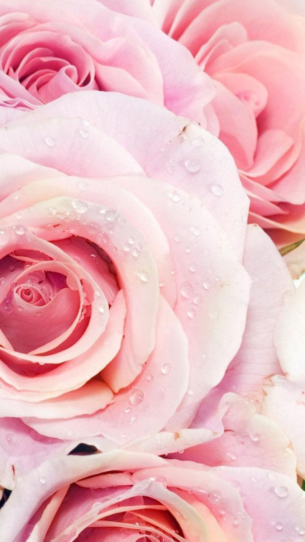 цветочные фоны