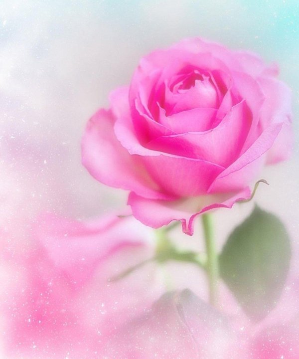 нежно розовые цветы