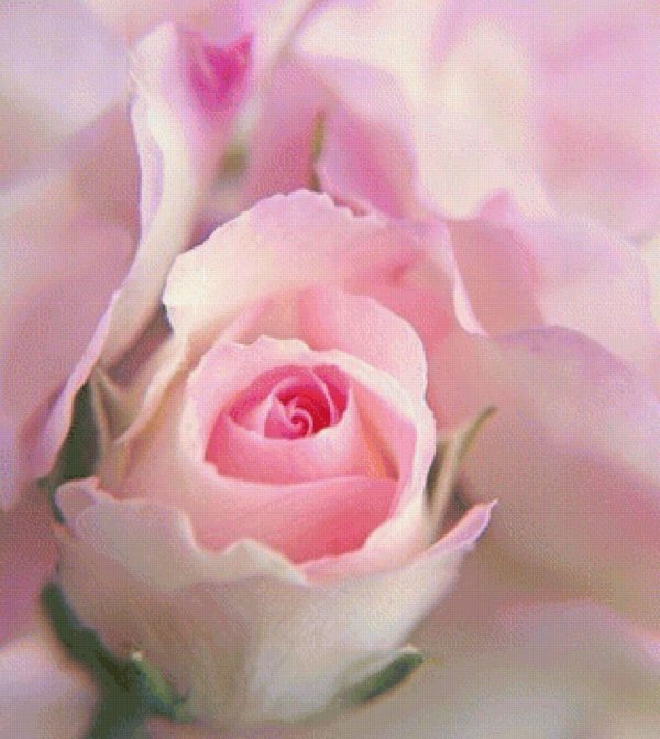 нежный цветок