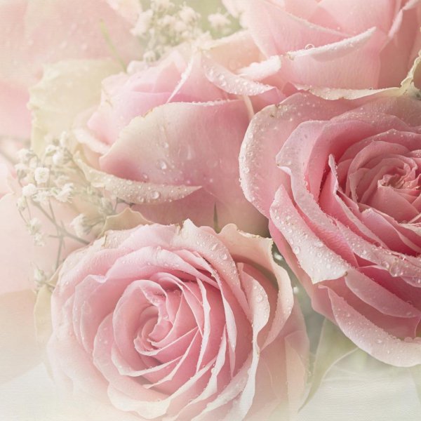 нежные розы фон