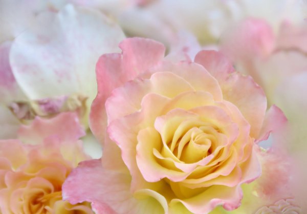 роза чайно гибридная глория дей