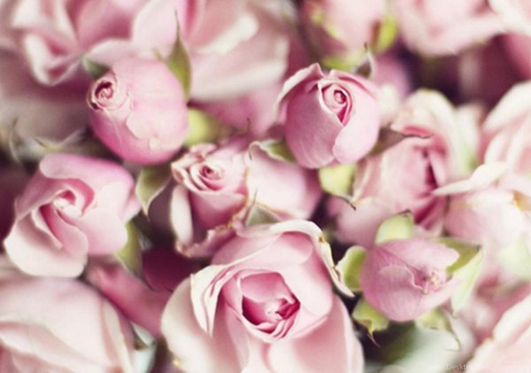 нежный цветок