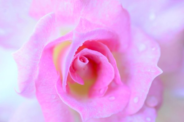 розовые цветы