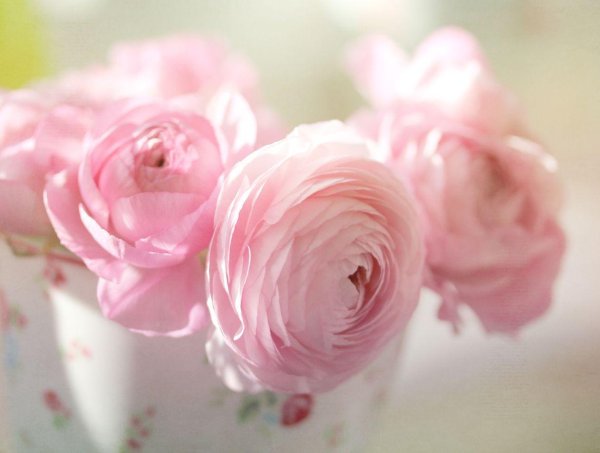 ранункулюс пинк