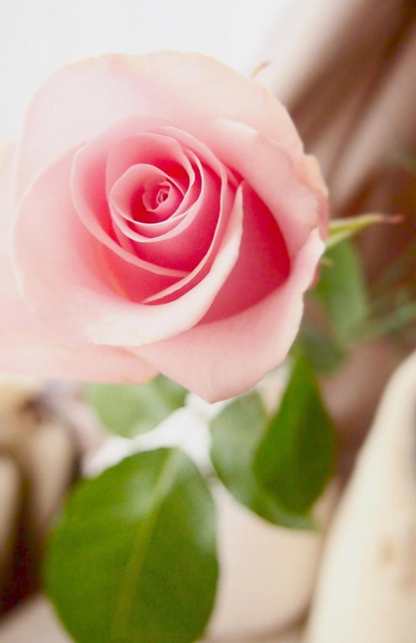 розы нежно розового цвета
