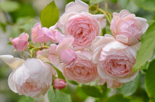 роза мадам фигаро