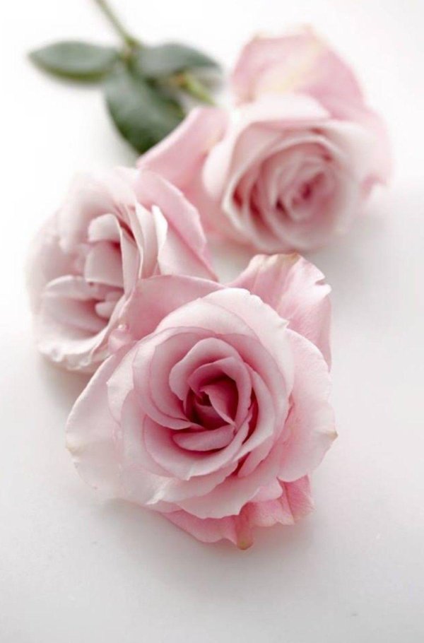 розы пастельных