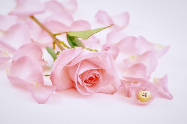 роза нежная