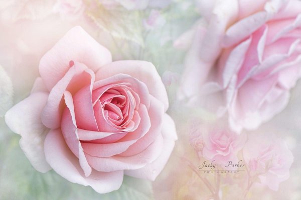 розы пастельных